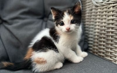 Hoera! De jonge kitten zijn er. Weliswaar niet van onze eigen poes maar ze zijn ontzettend lief.