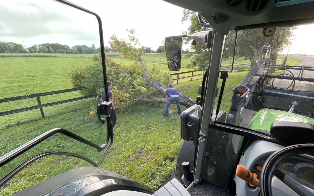 De tent over het zwembad heeft de storm van vanmiddag overleeft, maar helaas is één van de prachtige kastanje bomen op de laan ongewaaid