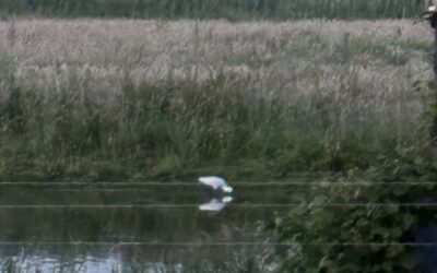 🌿 Natuurmomentje aan het water: de lepelaar gespot! 🐦✨